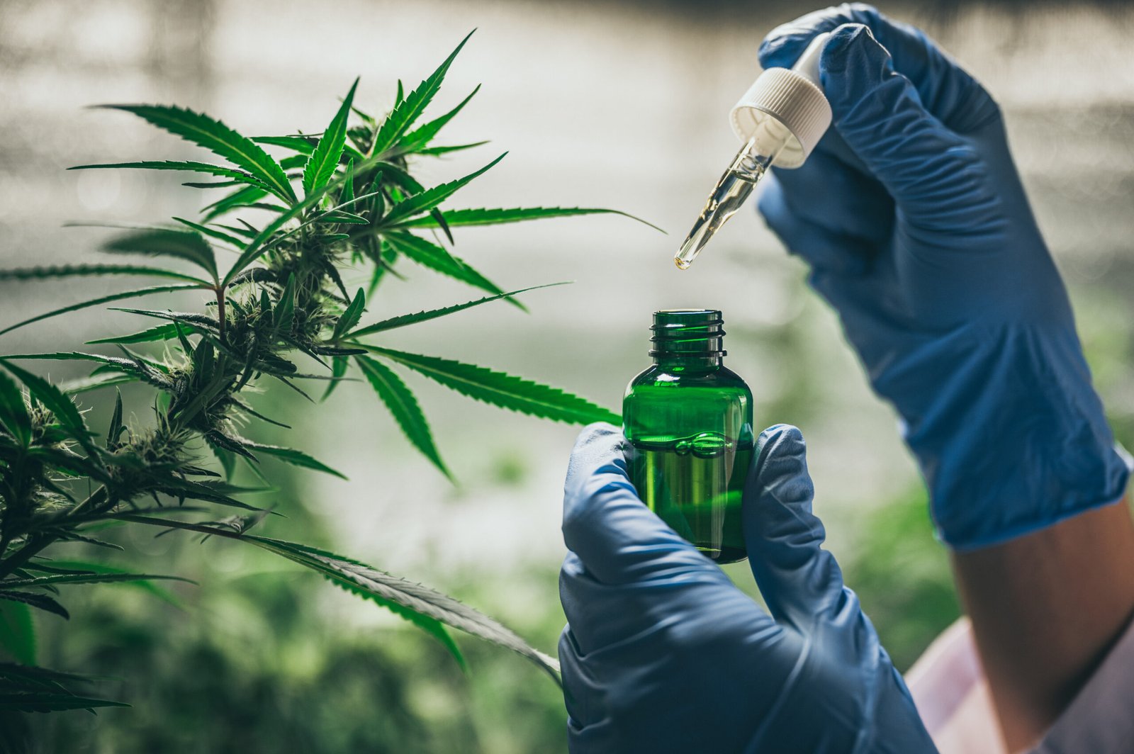 Recreational Weed’s Impact on Oklahoma Program