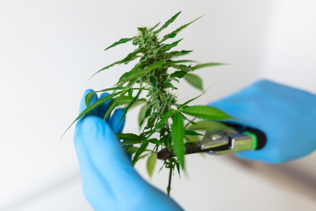 Can a Tourist Apply for a MMJ Card in Oklahoma?