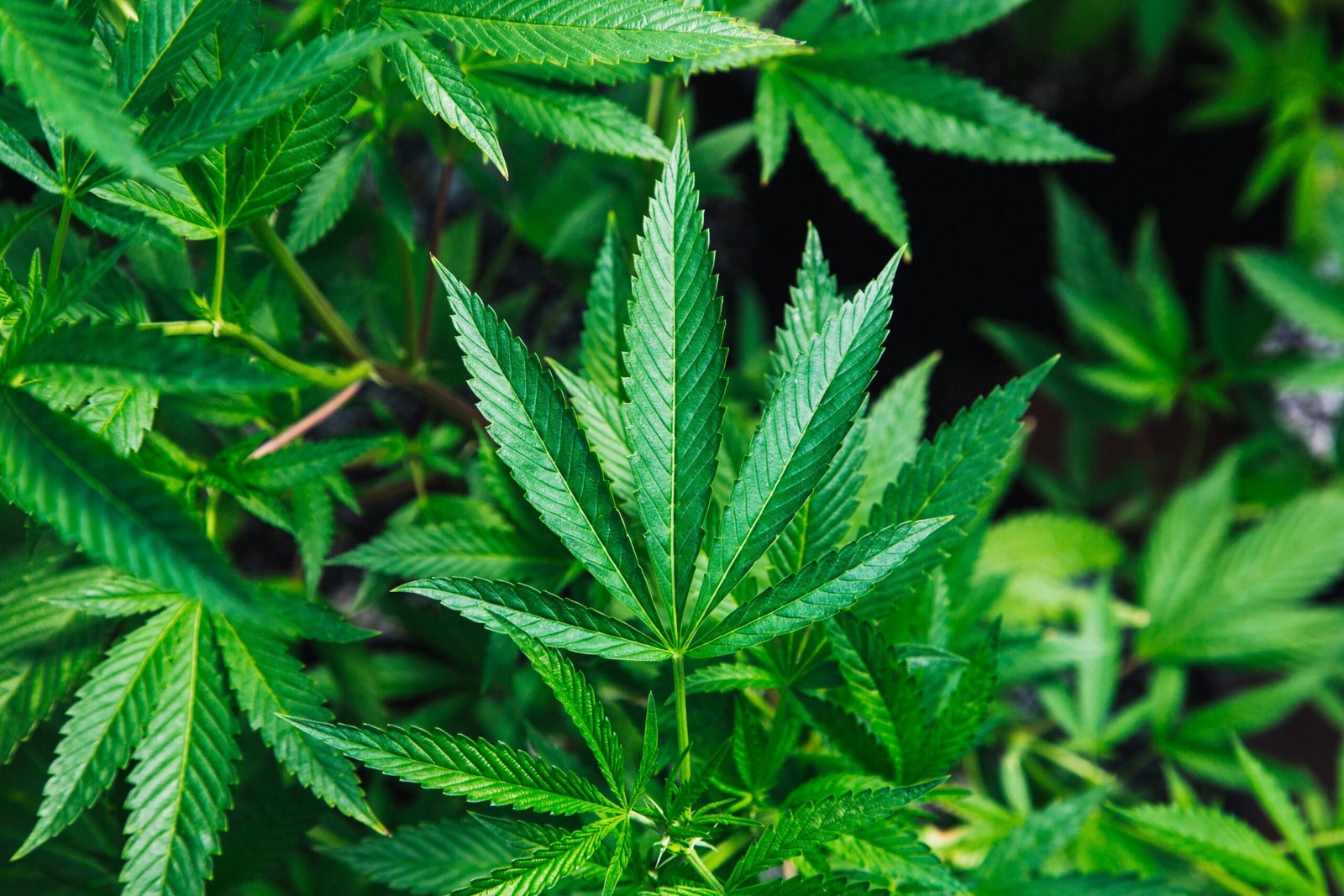 Federal Impact on Oklahoma Marijuana Cardholders